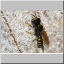 Ectemnius cavifrons - Grabwespe m01a 9mm - OS-Insektenhotel det.jpg